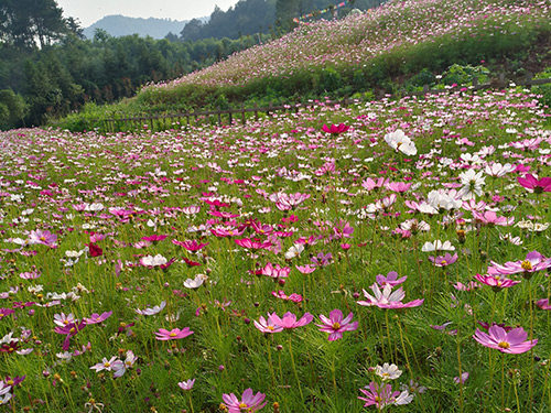 賞花