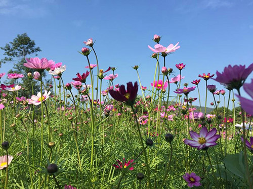 湖南賞花