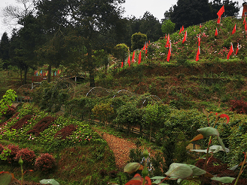 園區(qū)風(fēng)景